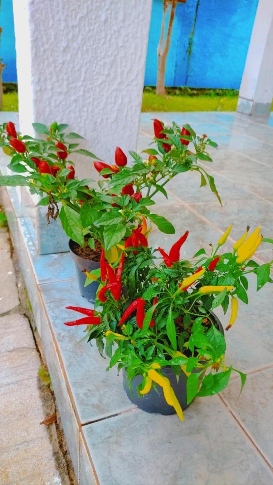 Renovo Beija-Flor Hostel E Espaco Terapeutico 베르치오가 외부 사진