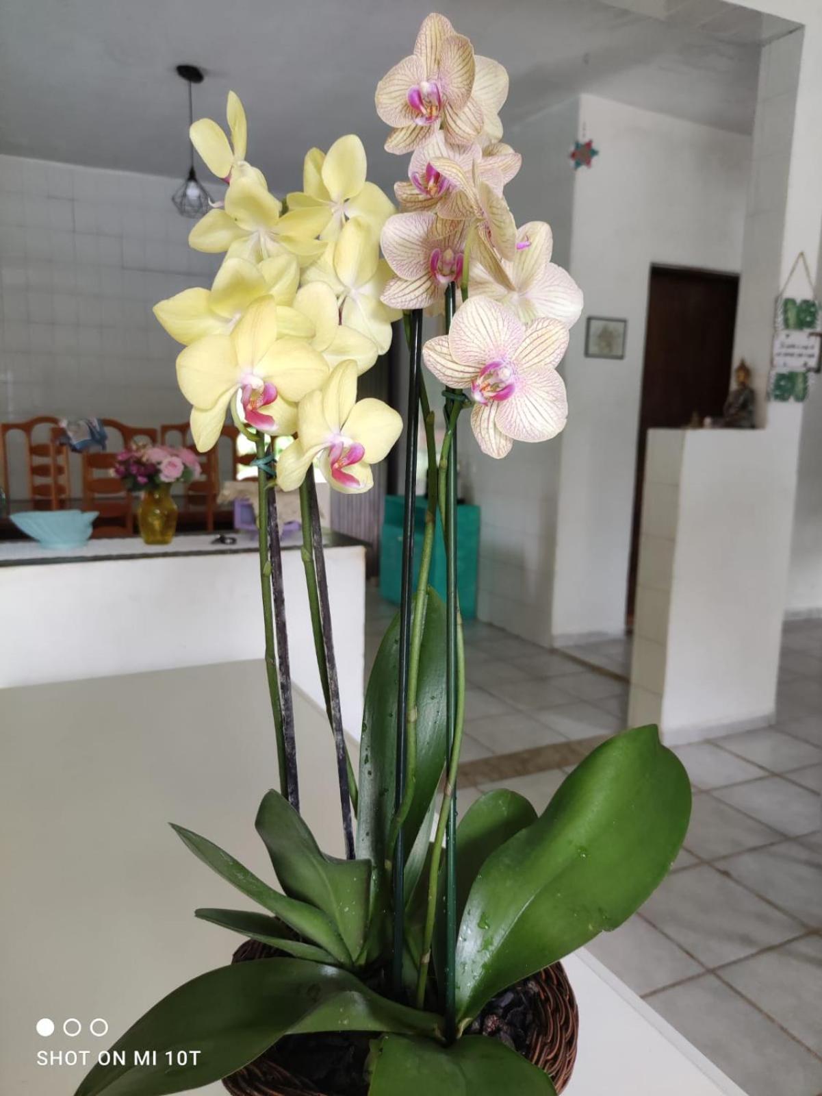 Renovo Beija-Flor Hostel E Espaco Terapeutico 베르치오가 외부 사진